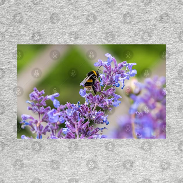 Bumble Bee collecting pollen by Russell102